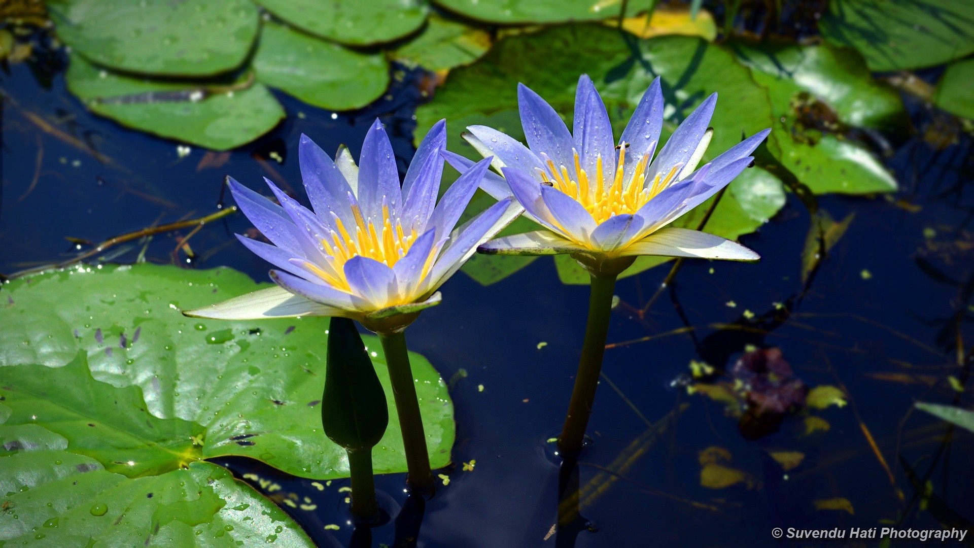 flowers pool lotus aquatic lily leaf waterlily nature flower swimming flora exotic summer environment blooming tropical meditation zen water garden park