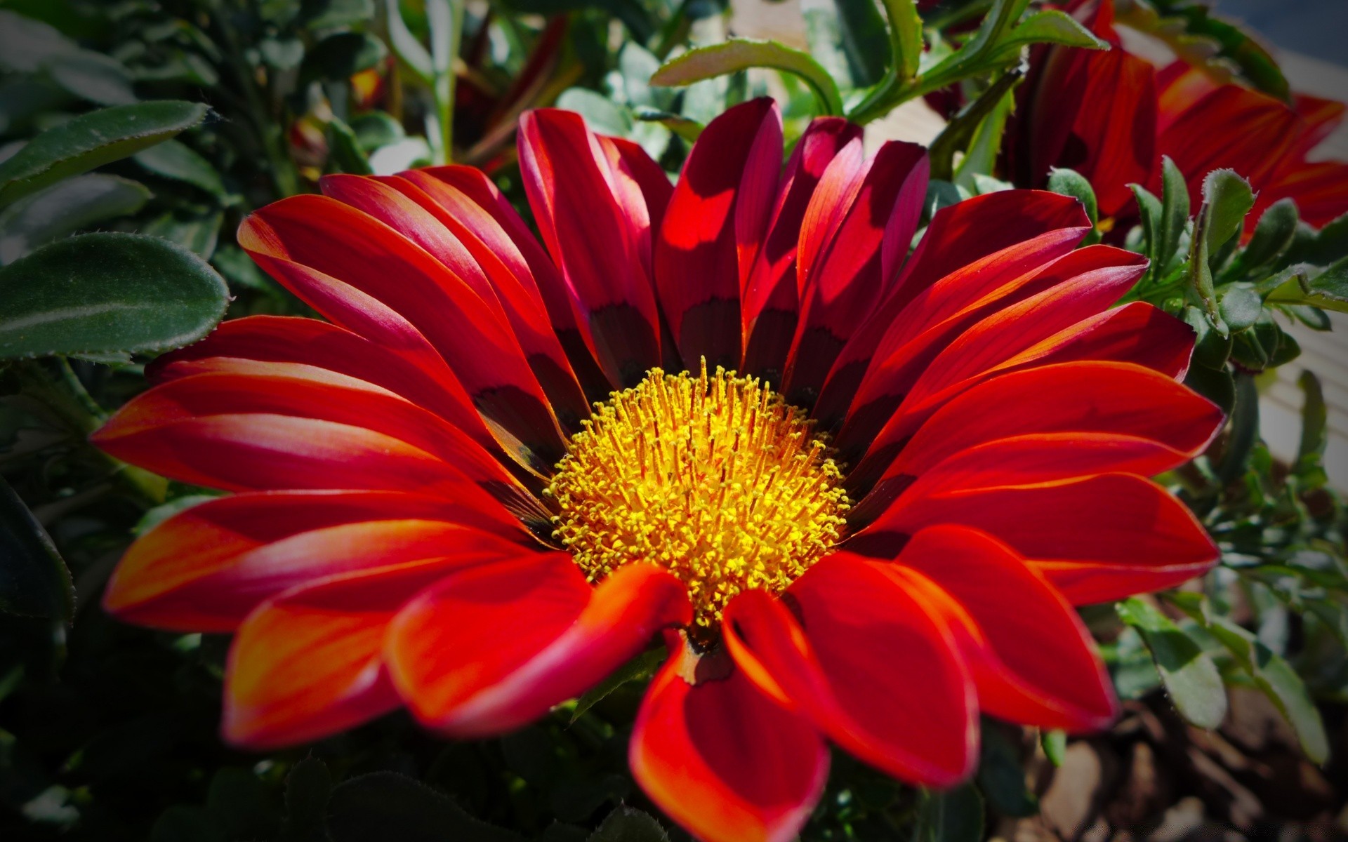 flores natureza flora flor jardim verão folha pétala floral blooming cor brilhante temporada crescimento decoração bela botânico ao ar livre close-up