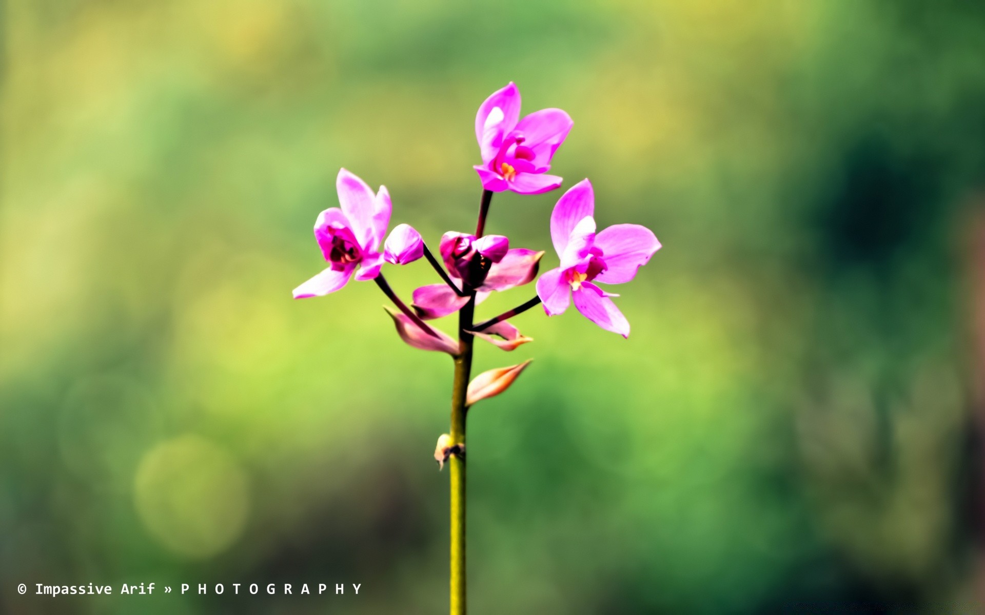 flores natureza flor folha flora verão tropical brilhante crescimento ao ar livre bom tempo pétala