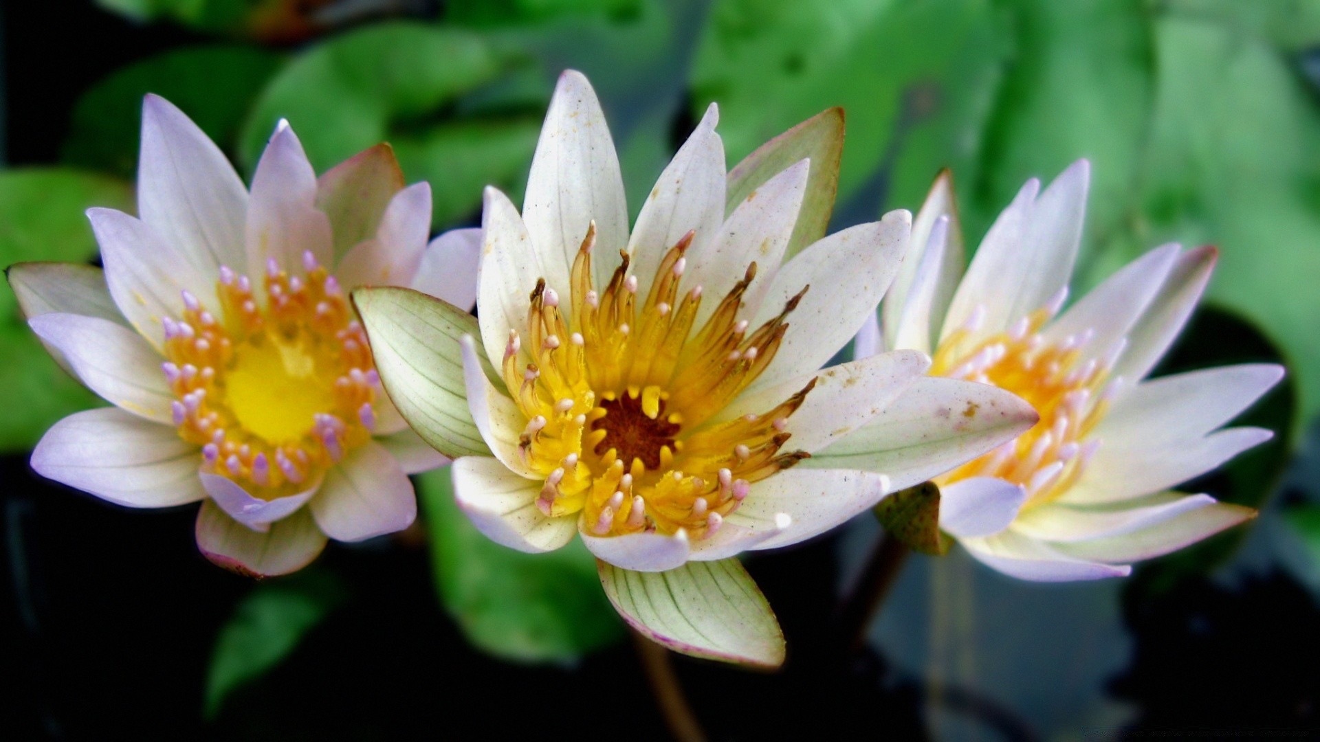 fleurs fleur nature flore jardin bluming été feuille pétale lily lotus floral piscine parc belle nénuphar