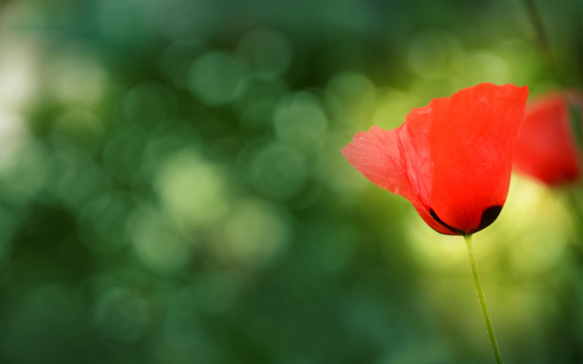 kwiaty natura kwiat lato liść rozmycie jasny flora kolor ogród wzrost