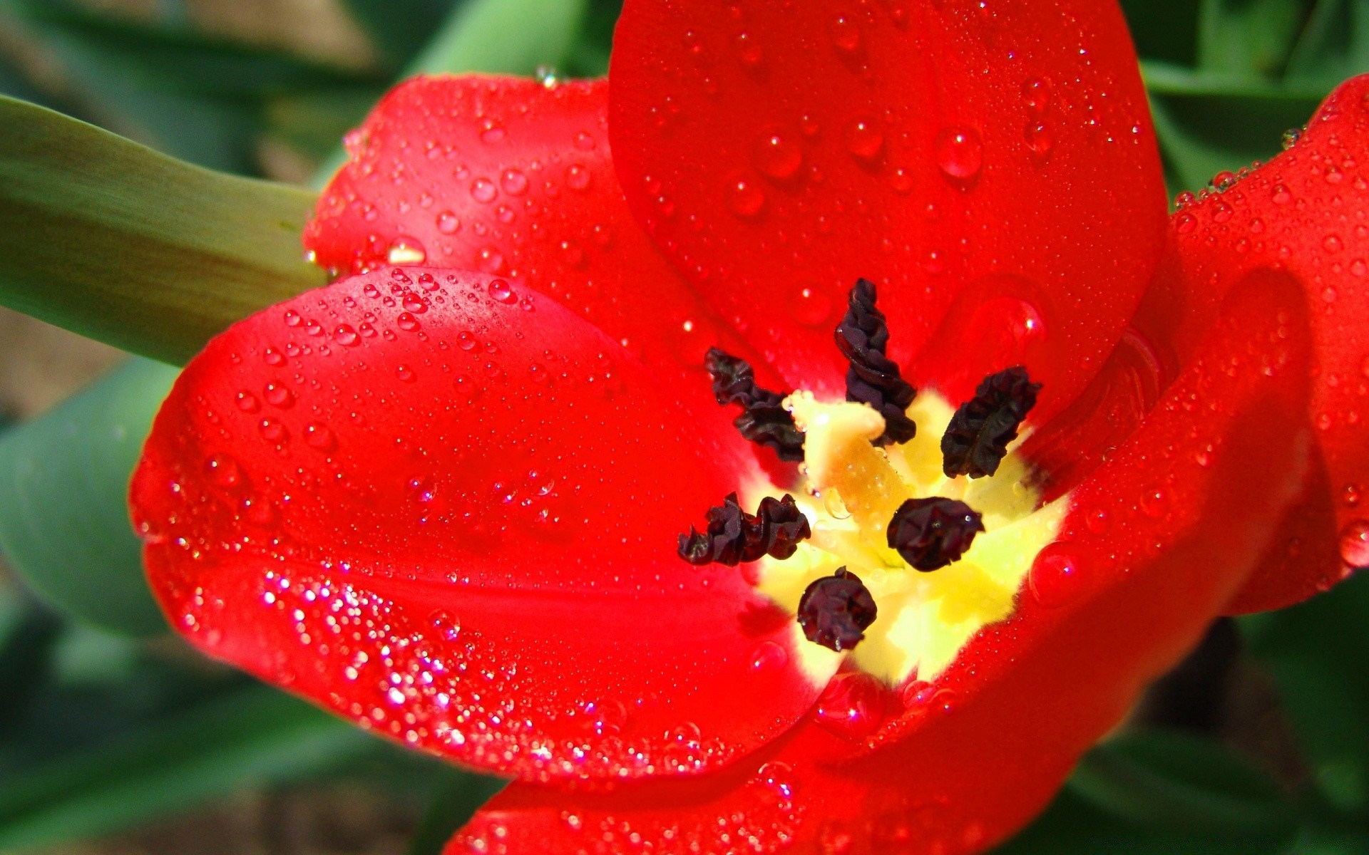 blumen blume natur garten tulpe blatt sommer farbe flora hell