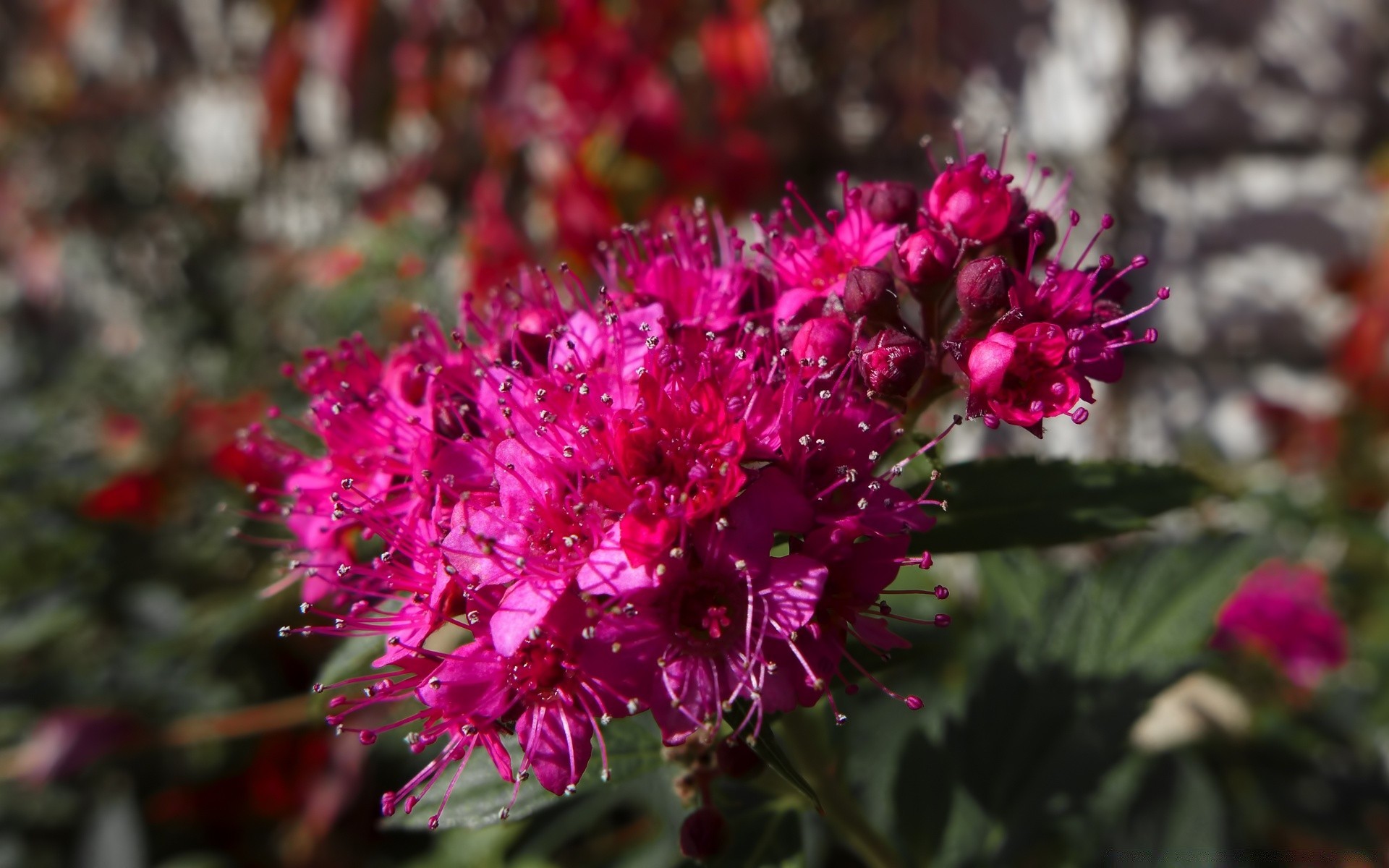 kwiaty kwiat natura bluming flora ogród płatek róża liść kwiatowy na zewnątrz lato kolor bukiet botaniczny bylina pole violet krzew jasny