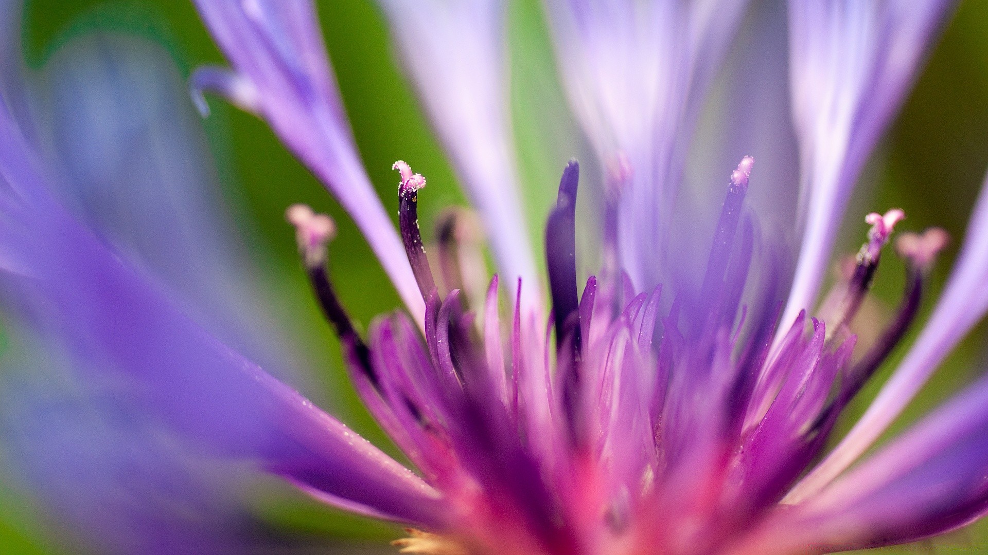 flowers flower nature summer garden flora leaf petal pollen blooming blur bright