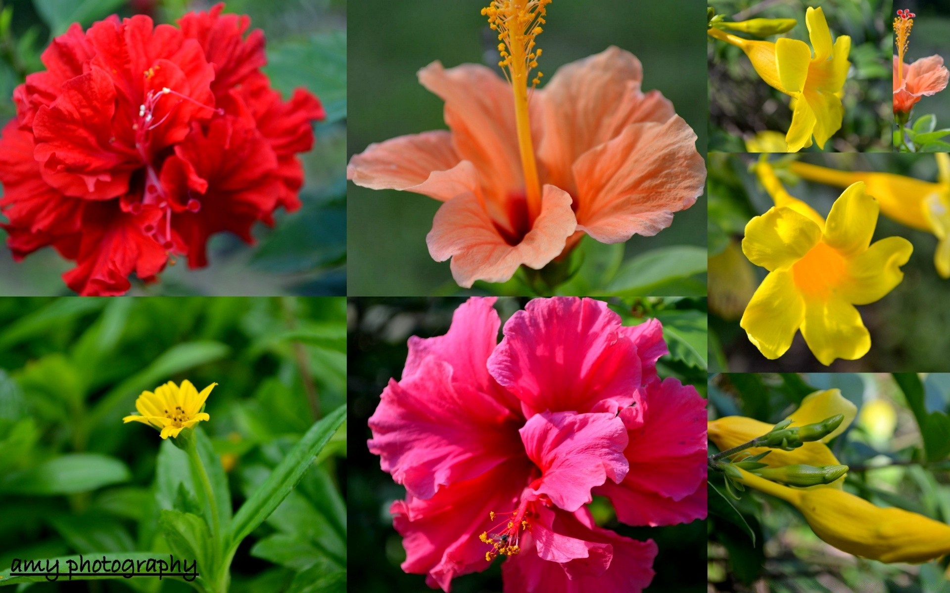 fleurs nature fleur feuille flore été jardin lumineux pétale bluming croissance à l extérieur floral couleur tropical