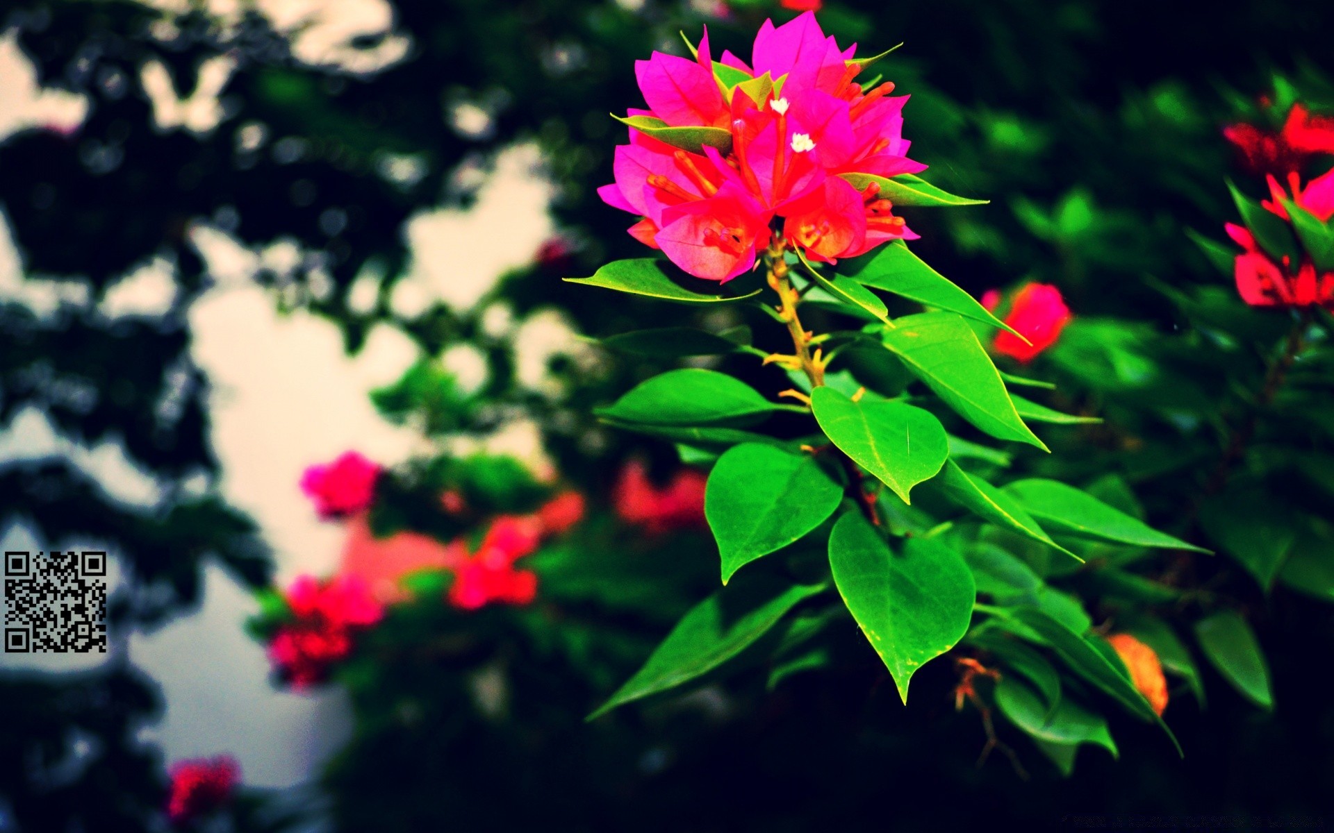 flowers nature leaf flower outdoors bright summer flora growth garden