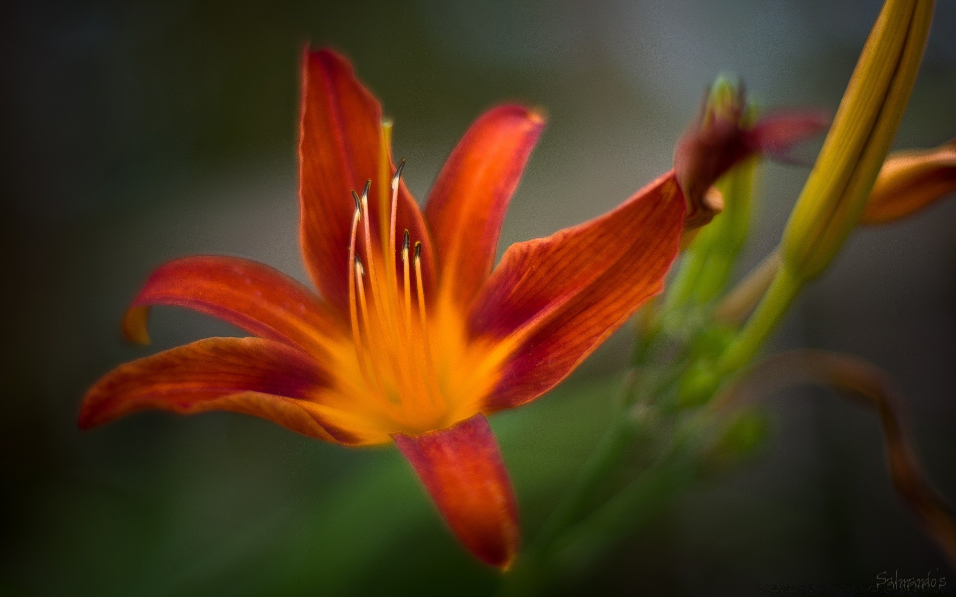 flores natureza flor flora folha borrão ao ar livre verão jardim lily