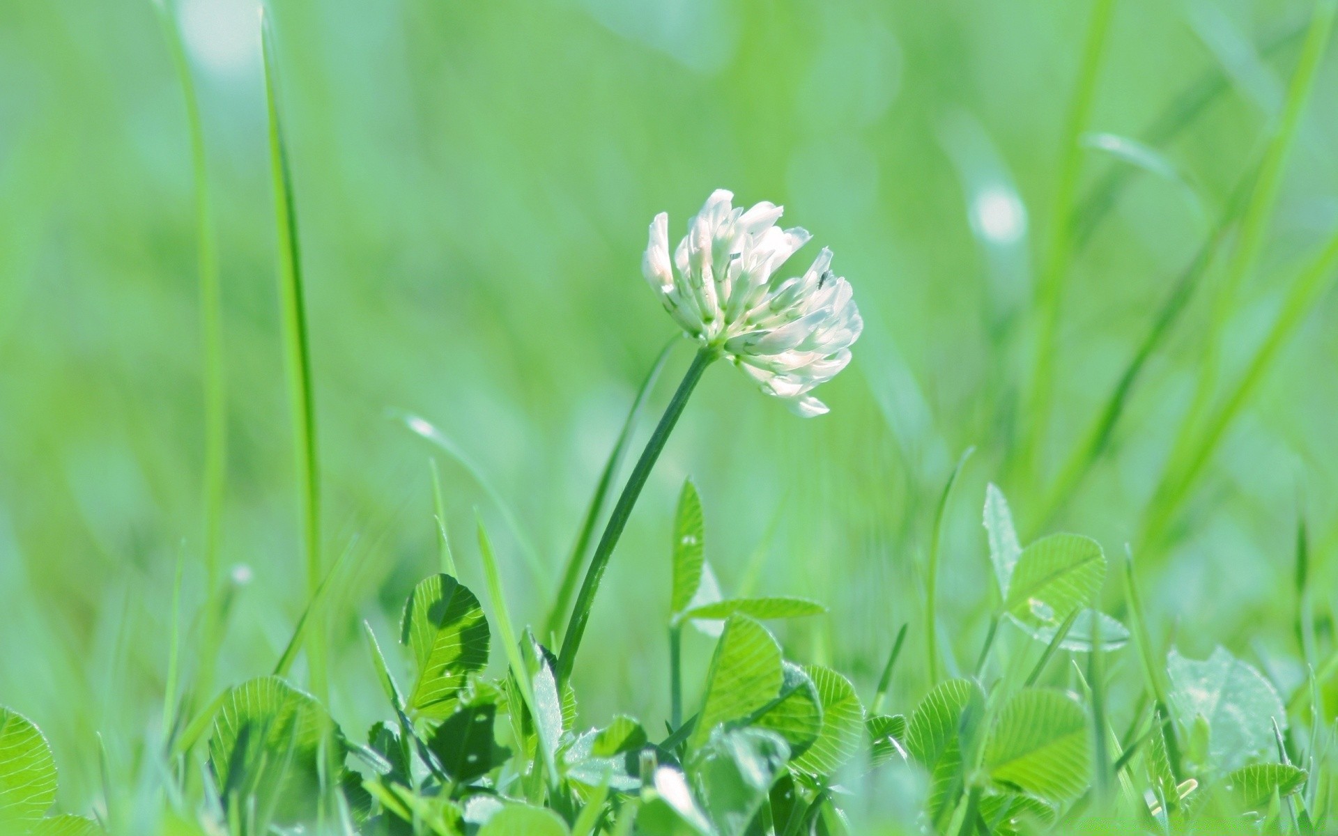 flowers leaf grass nature flora growth summer garden field fair weather hayfield environment outdoors bright lawn close-up