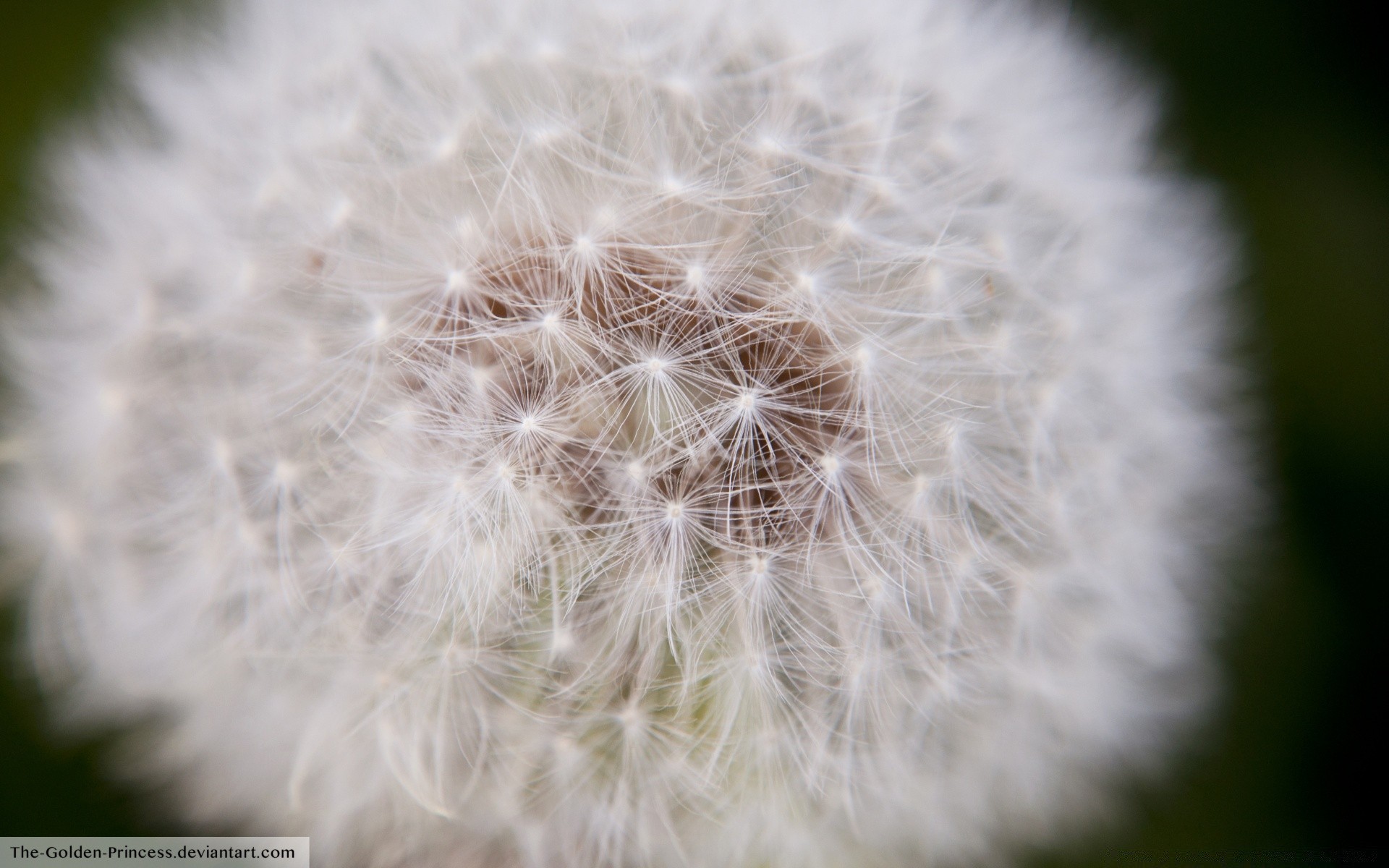 flores dente-de-leão para baixo natureza flora semente crescimento delicado cabelo suavidade fluff verão flor golpe fragilidade erva daninha bela close-up brilhante