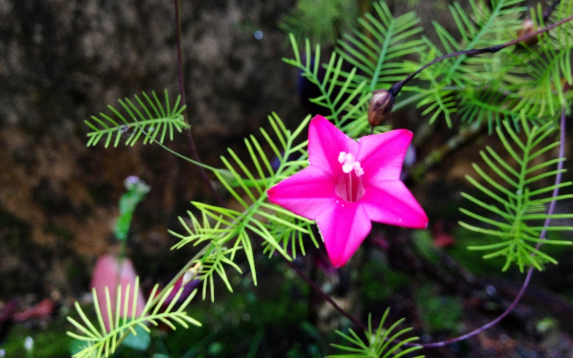 kwiaty drzewo natura kwiat evergreen flora zbliżenie piękny kolor na zewnątrz liść sezon rozmycie oddział dekoracje