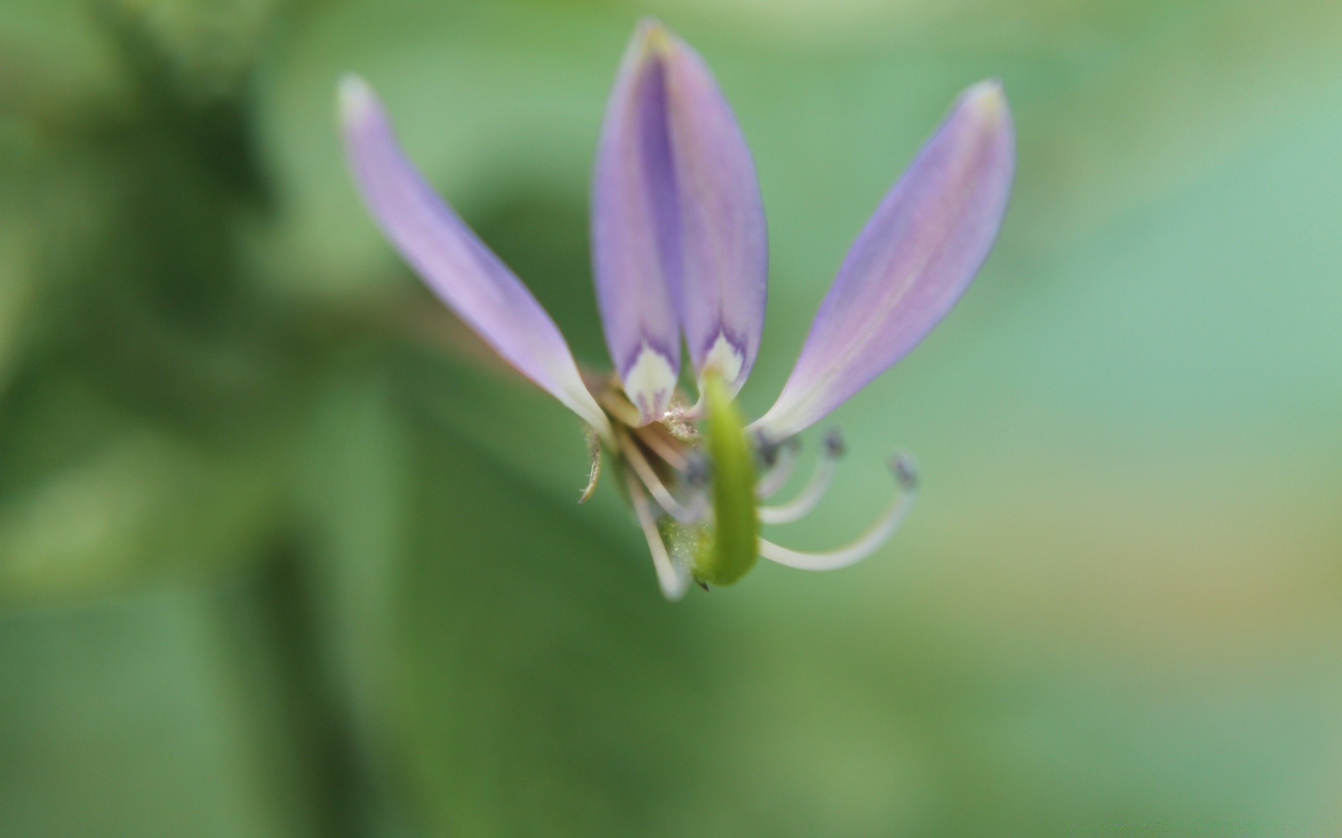 kwiaty natura lato kwiat liść flora ogród na zewnątrz wzrost trawa jasny