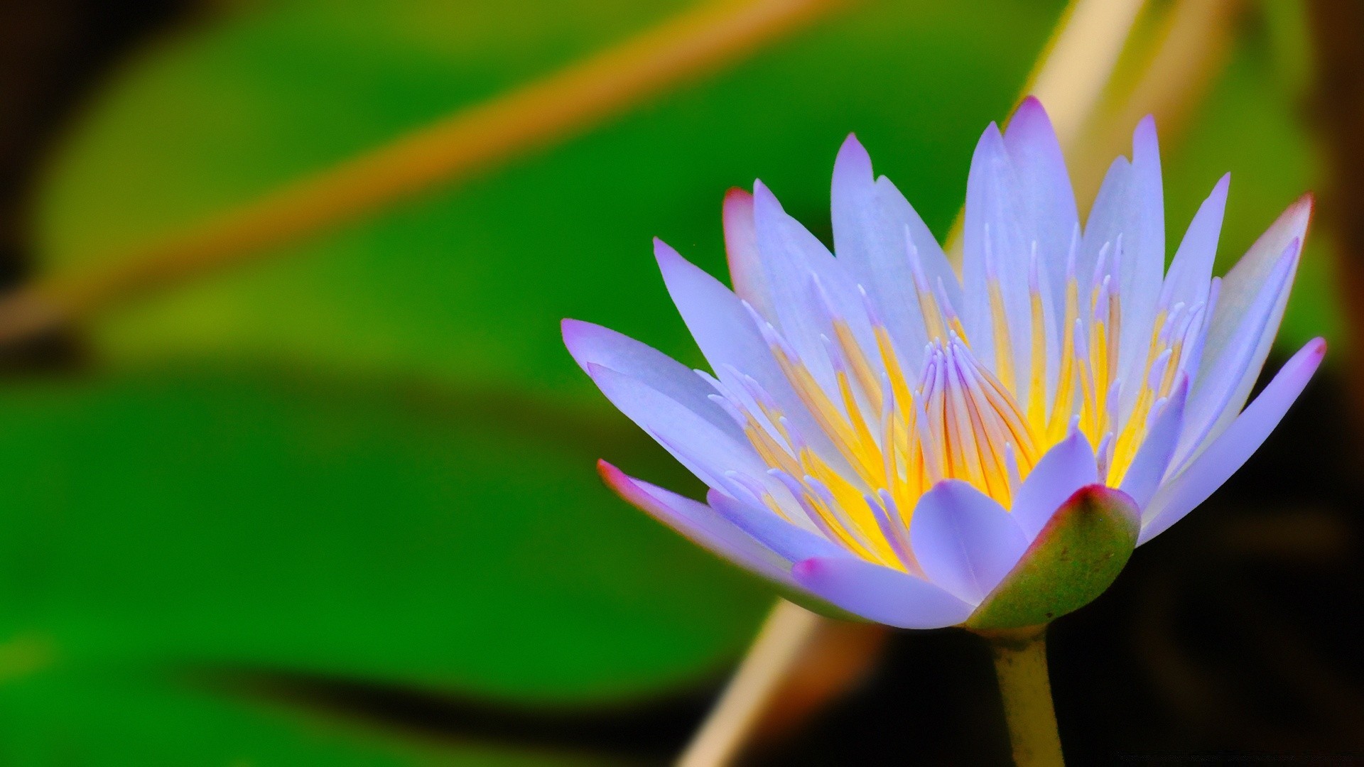 kwiaty natura kwiat lotos liść basen lily flora lato tropikalny ogród egzotyczne