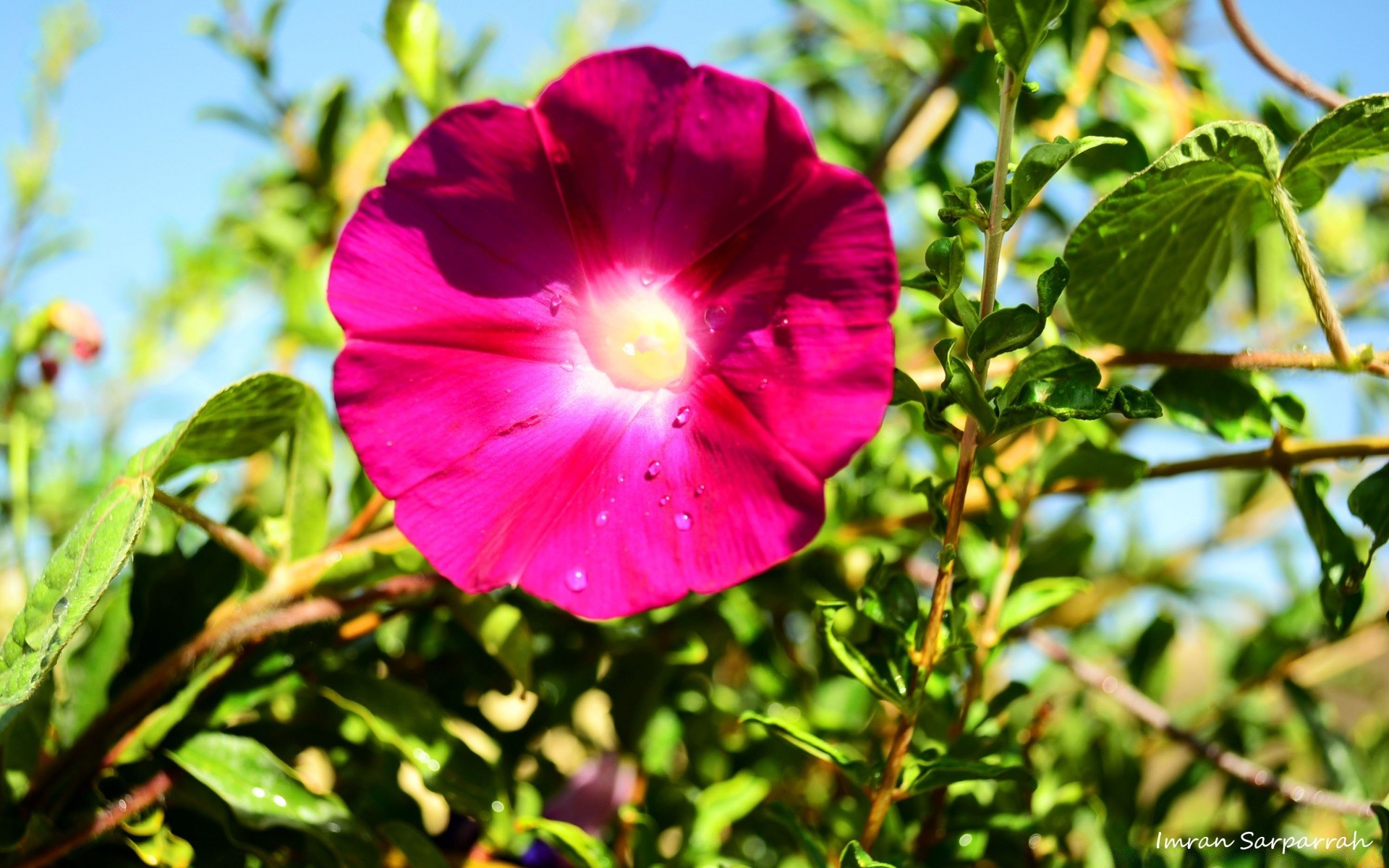 flowers flower nature flora leaf garden summer blooming floral petal growth bright field color sun fair weather close-up beautiful shrub tree