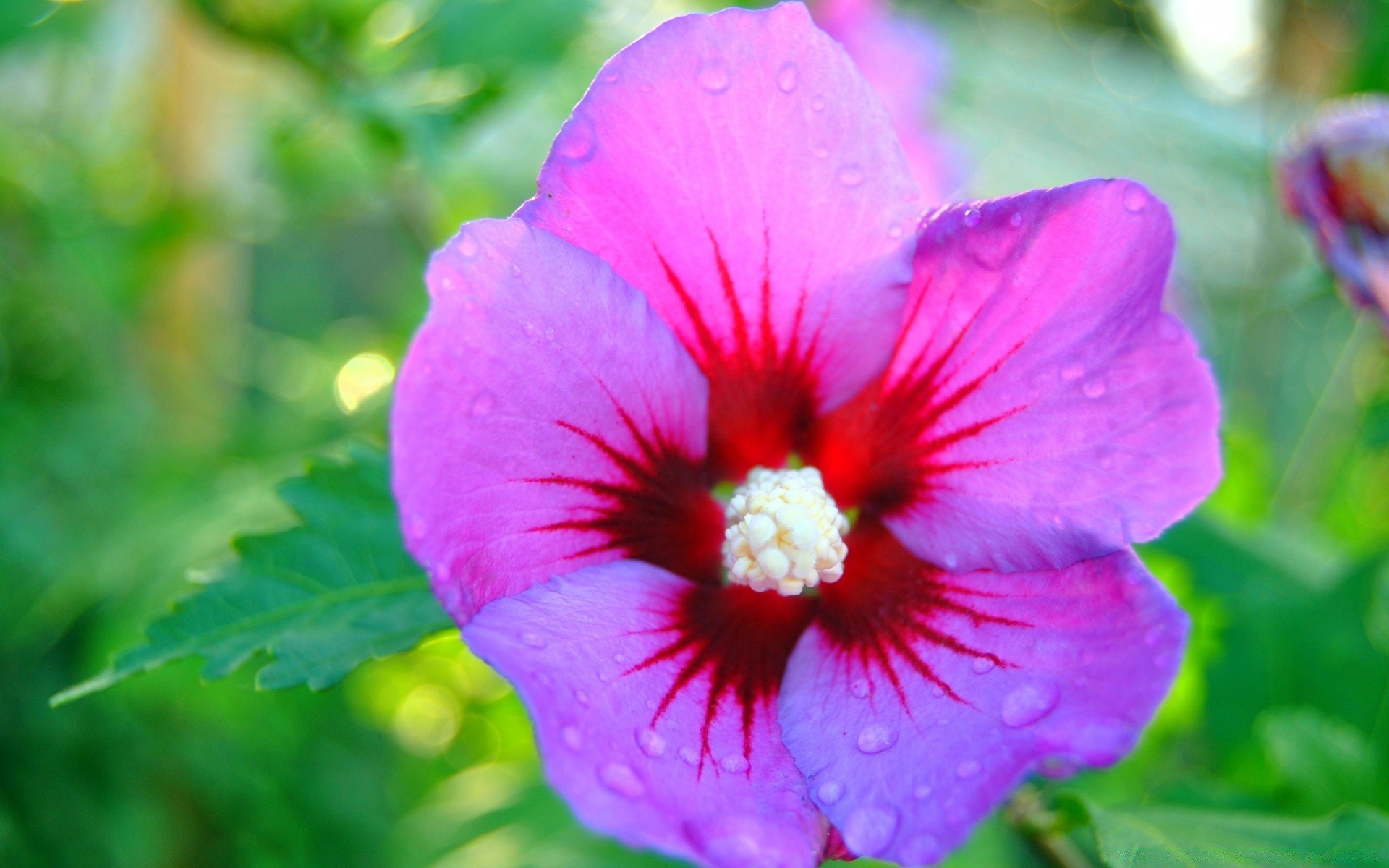 flowers nature flower flora garden summer leaf blooming floral petal color outdoors close-up pollen bright tropical