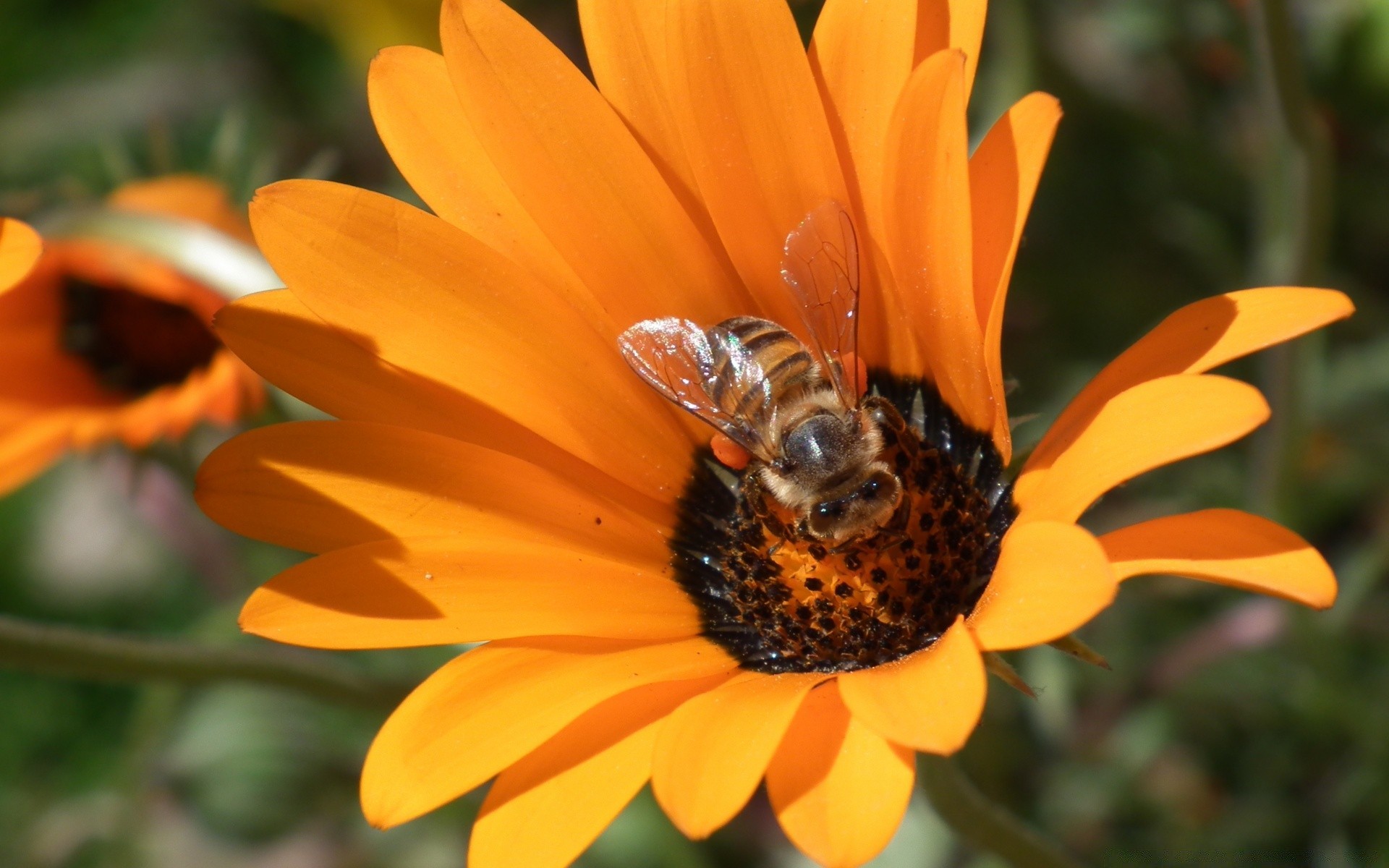 kwiaty owad natura pszczoła kwiat pyłek miód flora lato na zewnątrz ogród liść zbliżenie nektar kolor