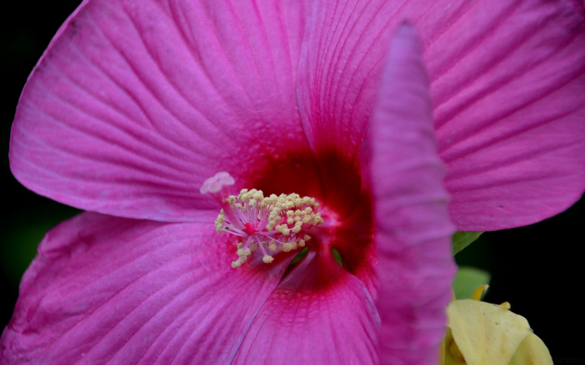 fiori fiore natura flora colore giardino petalo foglia fiore