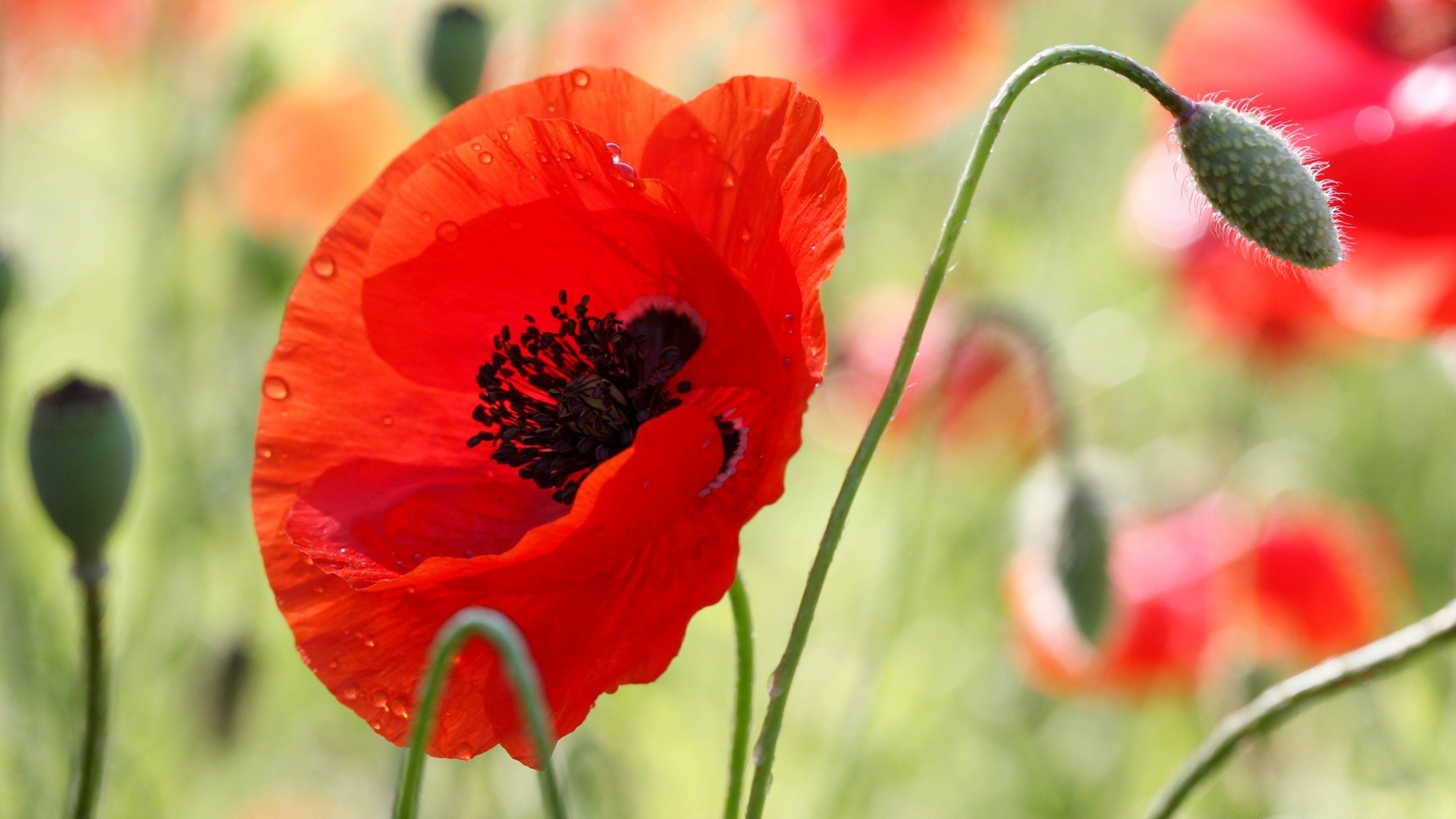 fiori poppy natura fiore estate flora campo foglia oppio giardino vivid outdoor colore selvaggio petalo fiore fieno erba floreale buccia