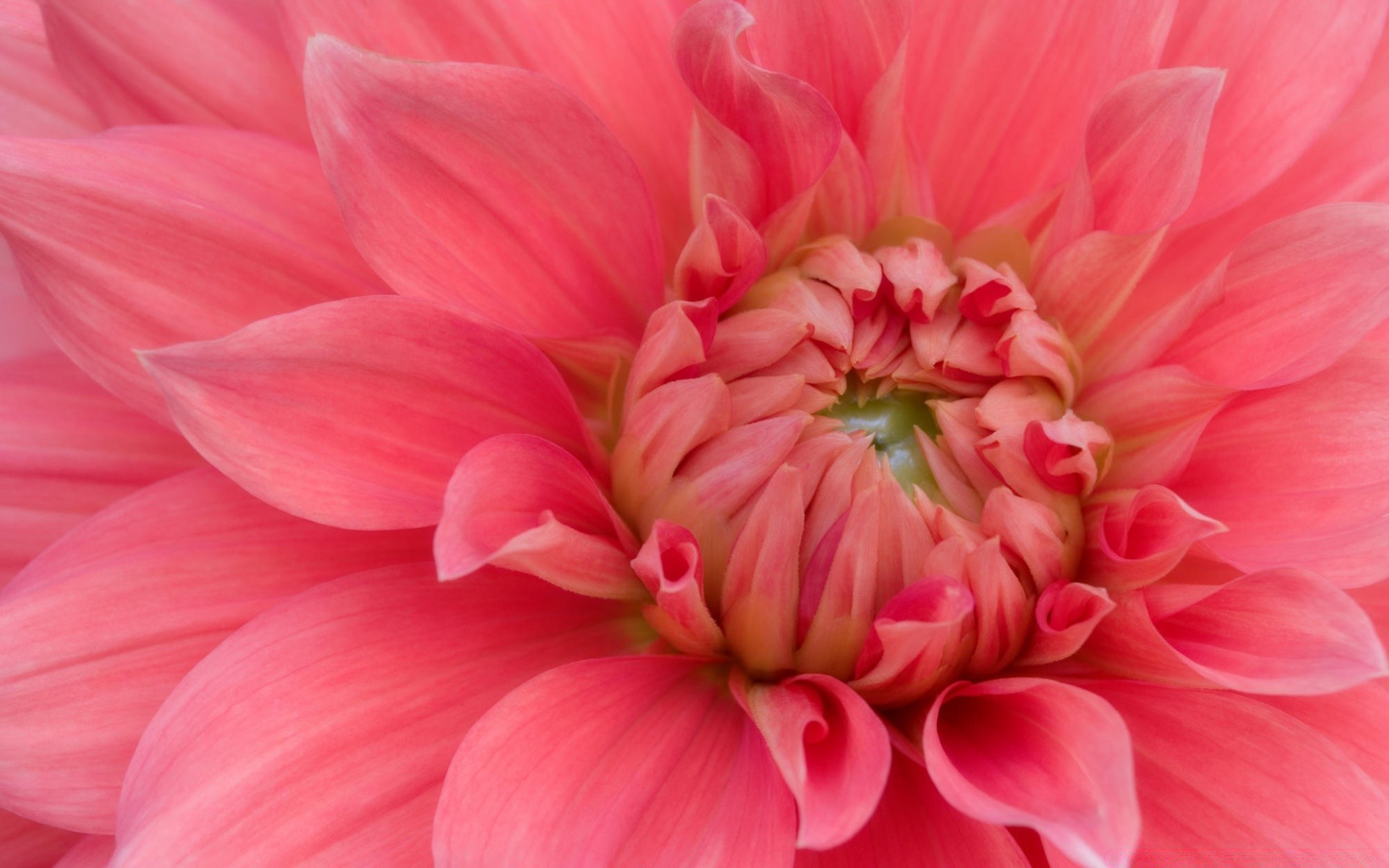 flowers flower nature flora dahlia color garden blooming petal beautiful floral summer bright close-up botanical love head leaf husk bouquet