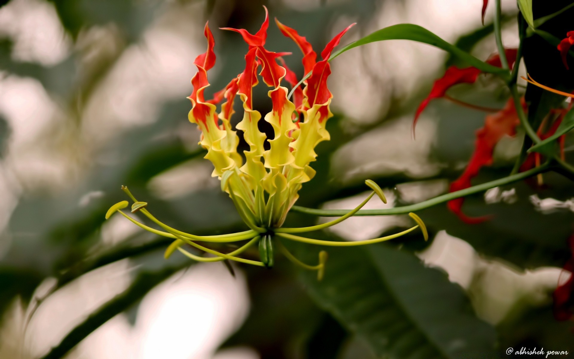 flores natureza flor flora folha tropical jardim verão ao ar livre floral crescimento cor blooming bela close-up brilhante pétala exótico árvore decoração