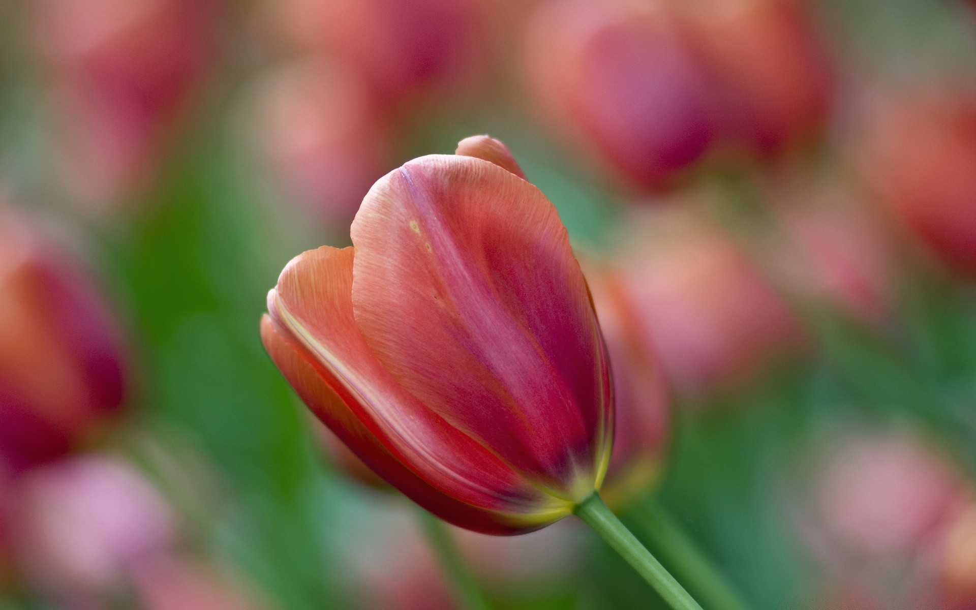 flowers nature flower summer flora garden tulip bright leaf color growth outdoors fair weather blur easter petal floral season