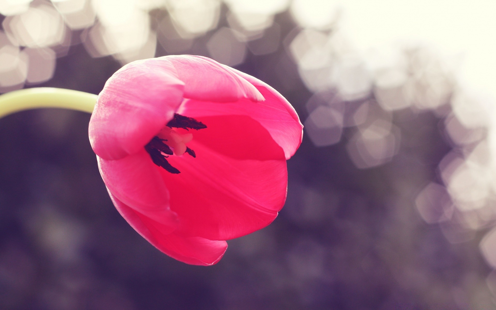 flowers blur nature bright flower summer