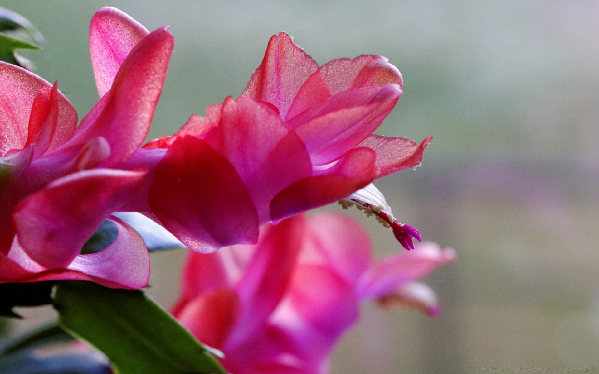 flowers nature flower flora garden leaf summer color beautiful blooming floral petal bright