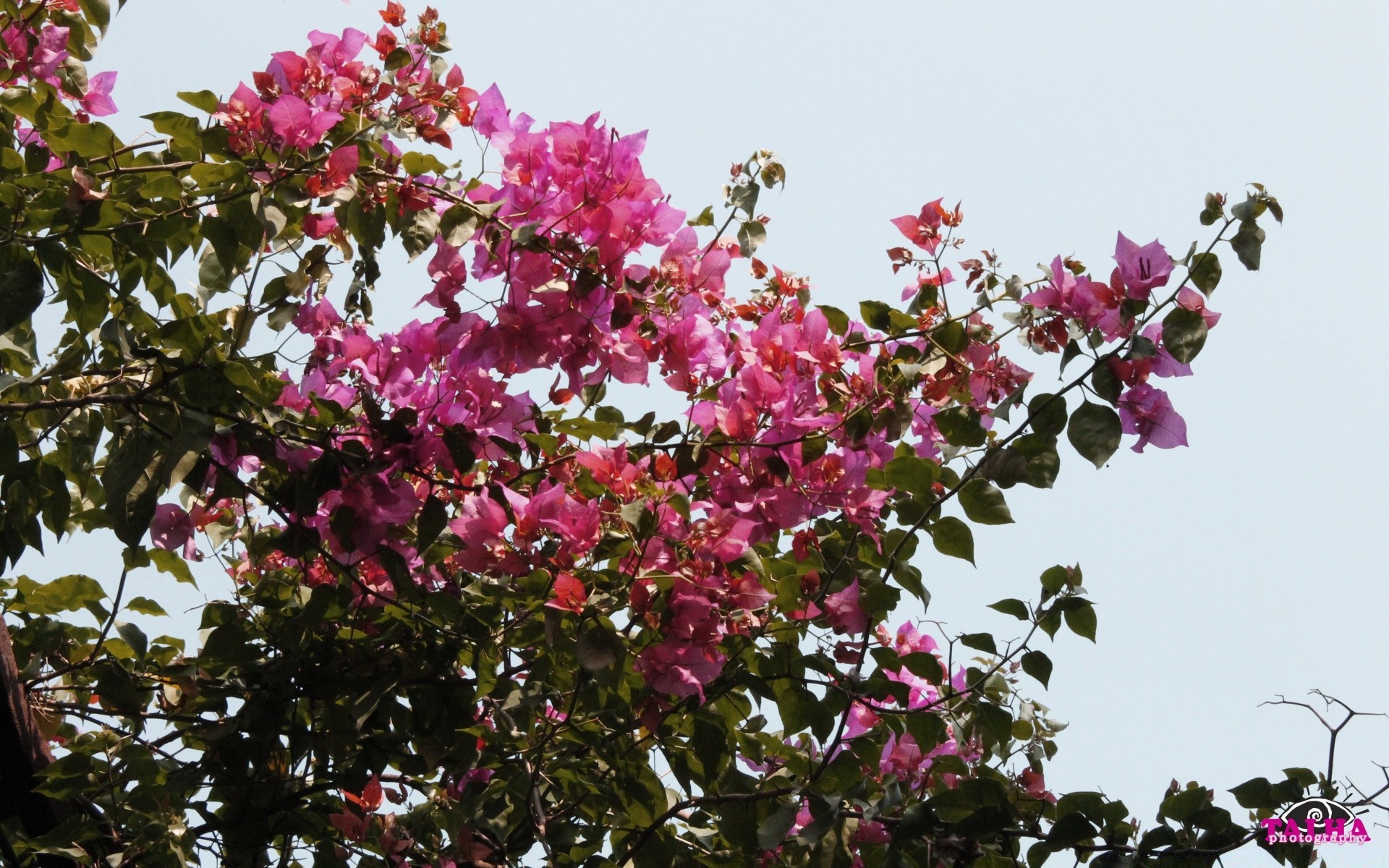 花 花 枝 植物 树 花园 盛开 自然 花瓣 花 叶 夏天 季节 公园 颜色 生长 灌木 植物 明亮 阳光 装饰