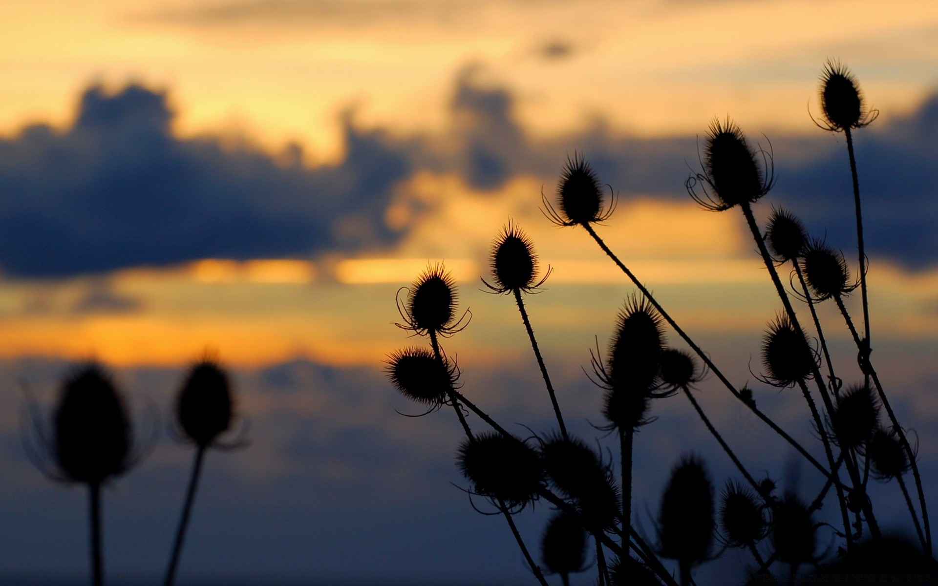 blumen sonnenuntergang sonne blume dämmerung natur sommer feld silhouette gutes wetter im freien himmel landschaft flora abend samen licht gras dämmerung hintergrundbeleuchtung