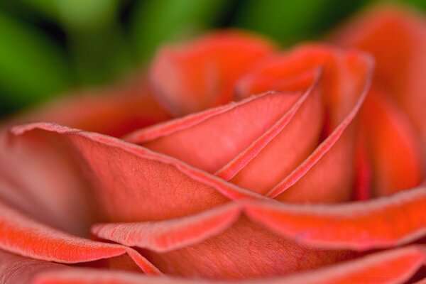 Bella rosa rossa di amore