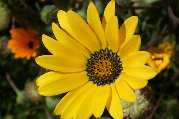 Fluffy flower yellow sun