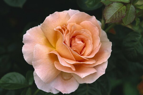 Fleur romantique de rose orange