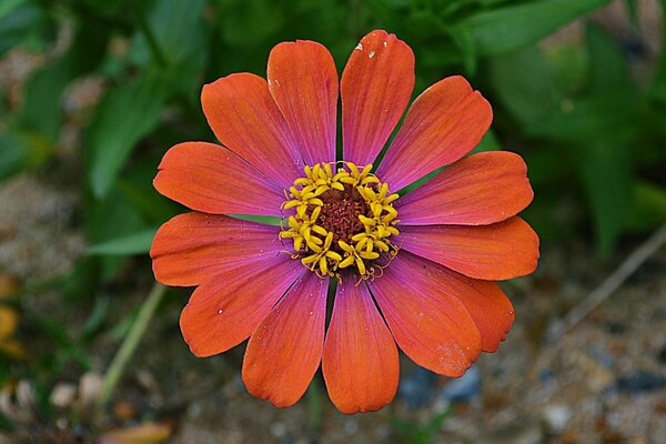 Unglaublich schöne Blume im Wald