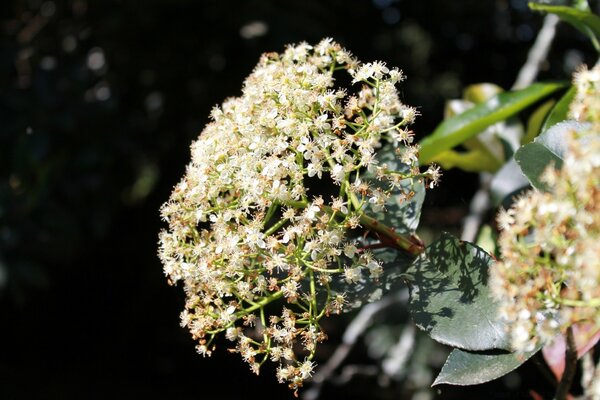 I piccoli fiori bianchi crescono magnificamente