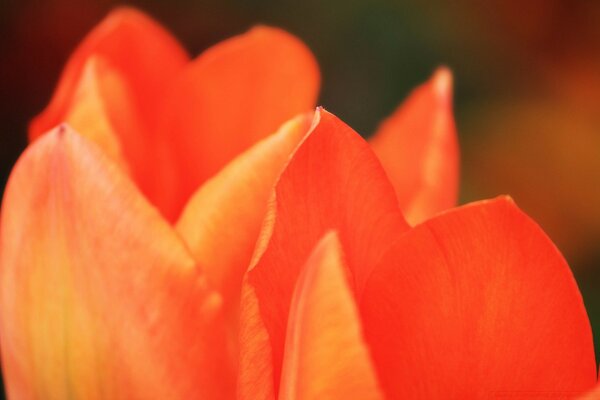 Rote Tulpen. liebe und Schönheit