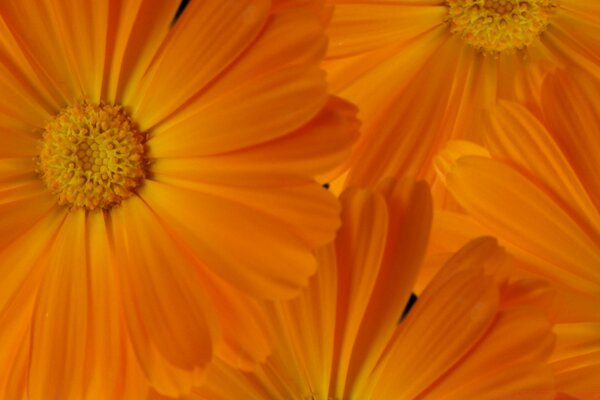 Orange flower. Flower petals