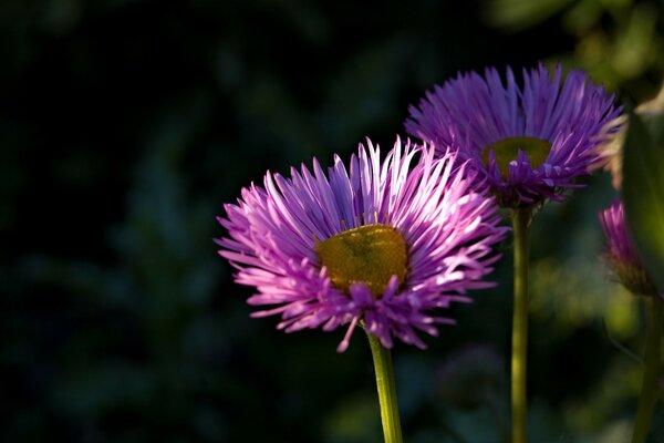 Asters on a dark green background