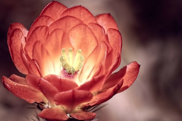 Flor de gado ao ar livre