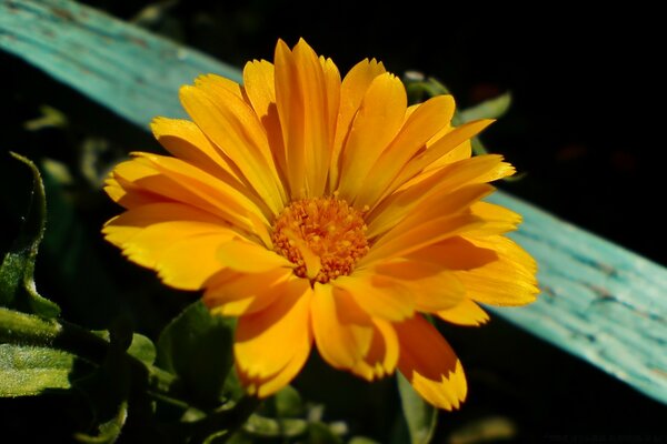 Schöne gelbe Blume am Morgen