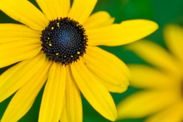 Gelbe Blumen laden mit Freude auf