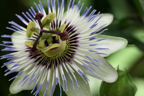 Natur im Sommer. Foto einer Blume in Nahaufnahme