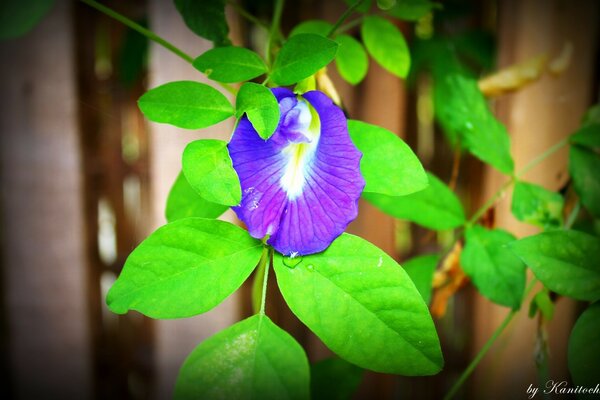 Flor azul sobre fondo de hojas verdes