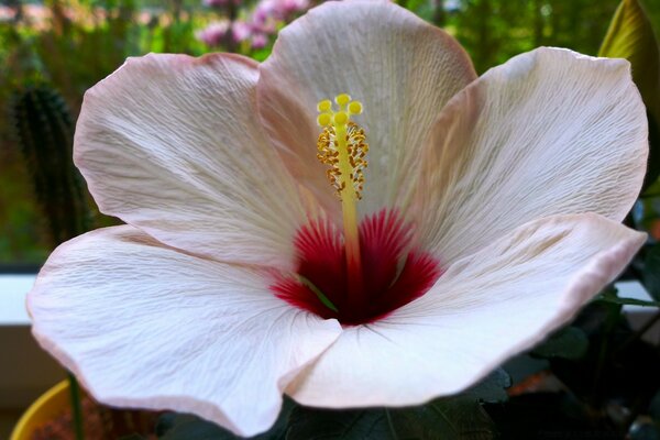 Hibiscus flower in the garden. Summer