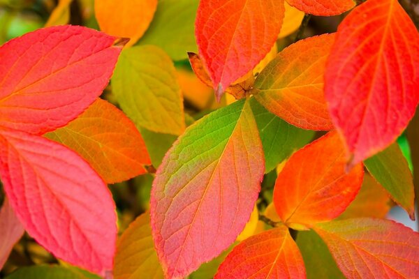 Bright colors of autumn nature