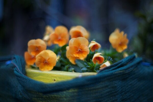 Kleine Blumen in einem Blumentopf im Garten