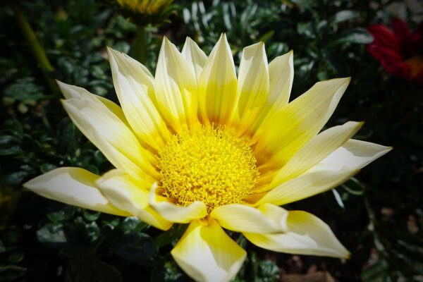 Waldblume im Wald versteckt