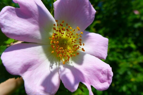 Summer flower. Green Garden