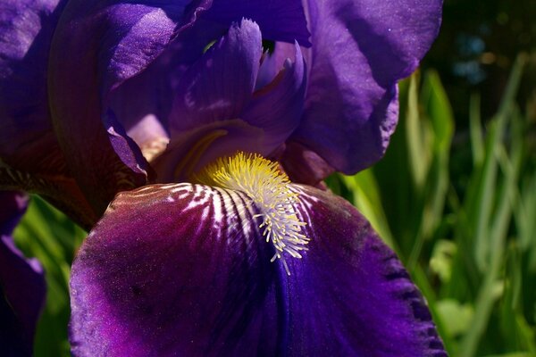 Belles fleurs du jardin naturel