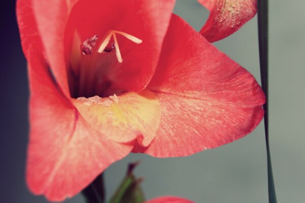 Red flower. flora and fauna