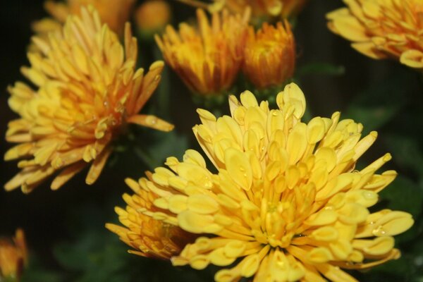 Duftende gelbe Chrysanthemen im Garten