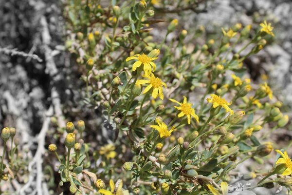 Wildblumen, gute Laune